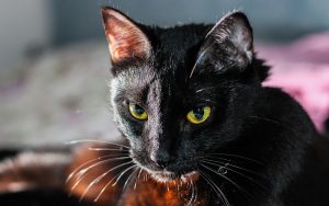 black cat in dream meaning