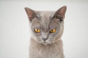 grey cat in dream meaning