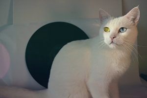 white cat in dream meaning